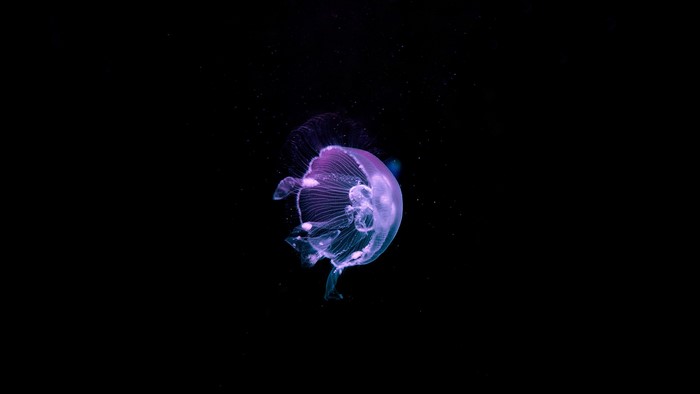 A bioluminescent jellyfish floats in dark water