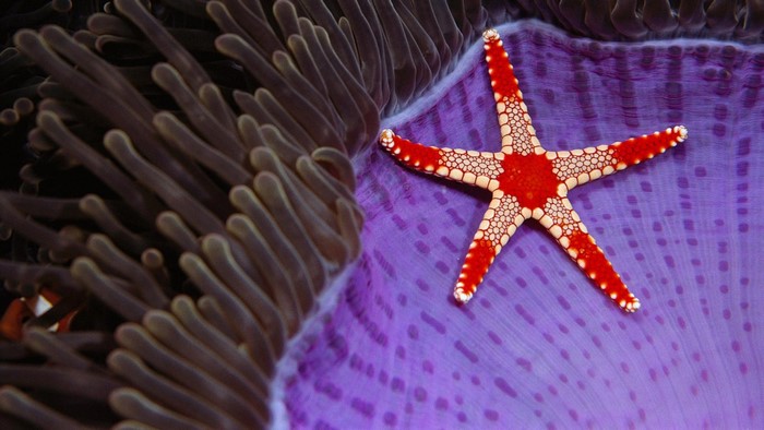 Red and white starfish on purple anemone