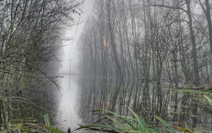 Flooded woodland with trees and power lines in mist