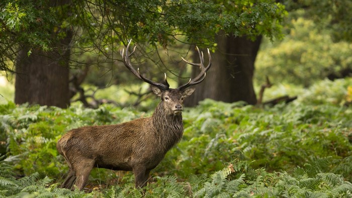 Majestic stag with large antlers in a forest clearing
