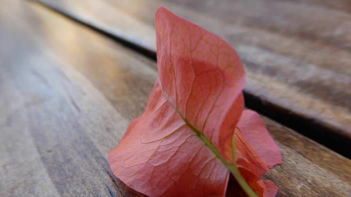 Close-up of a pink bougainvillea petal on a wooden surface