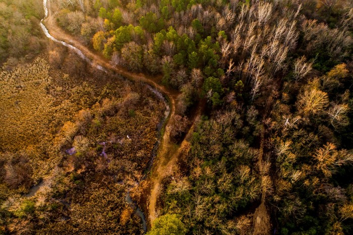 Aerial view of a winding path through autumn forest and marshland