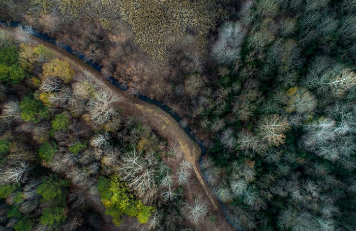 Aerial view of a forest with a winding stream