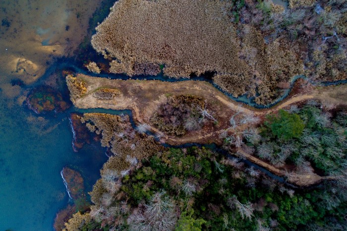 Aerial view of a marshy coastline with reeds and trees