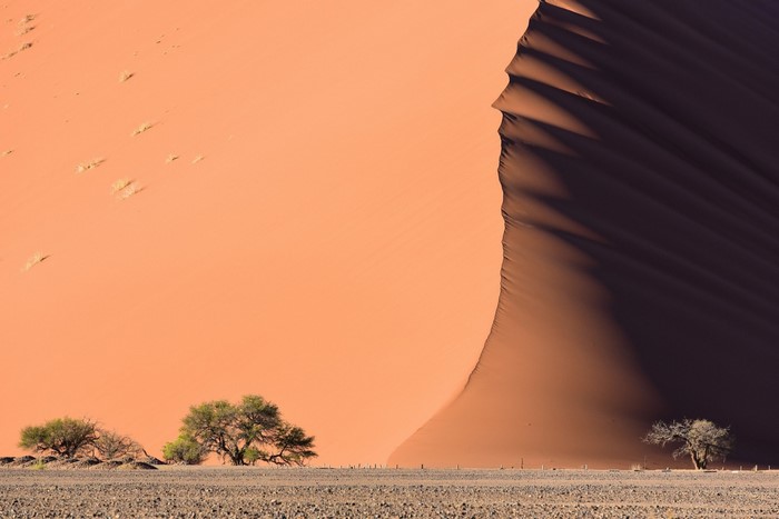 Desert dune with trees and shadows