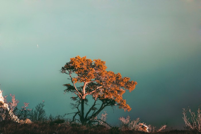 Tree on a cliff overlooking the sea at sunset