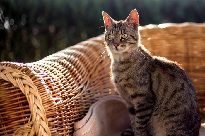 4K Grey Tabby Cat on Wicker Chair