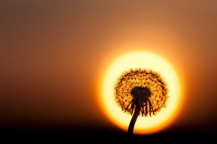 Dandelion silhouette against a bright sunset