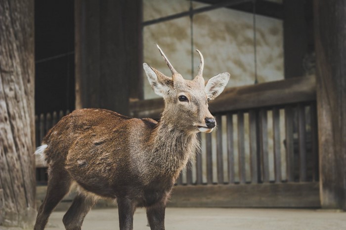 Deer with small antlers standing near wooden structure