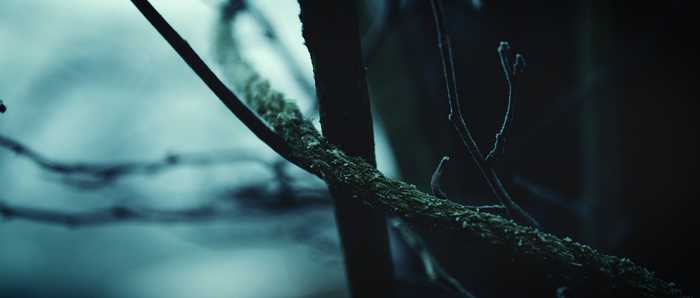 Close-up of a frosted branch in dark forest