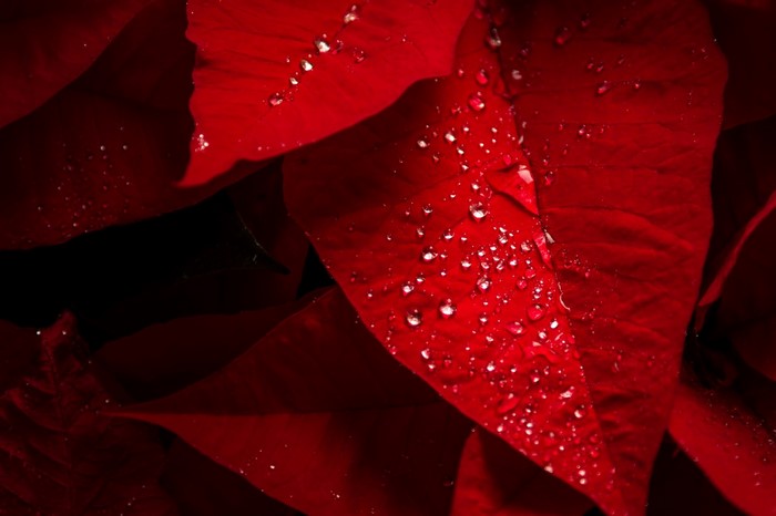 Close up of red poinsettia leaves with water droplets