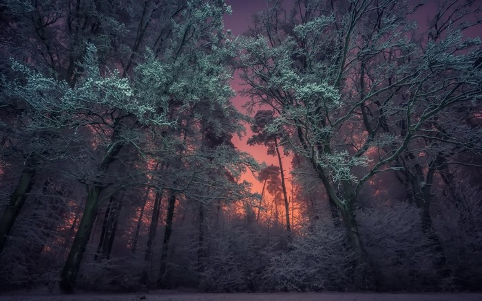 Frosty trees in a forest at sunrise