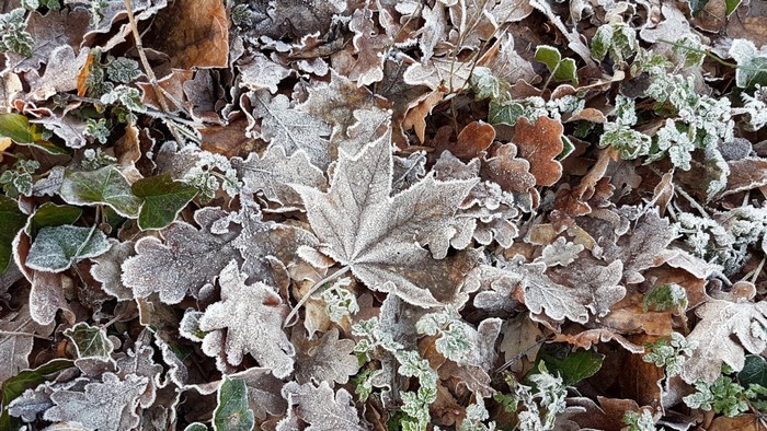 Frost covered autumn leaves on the ground