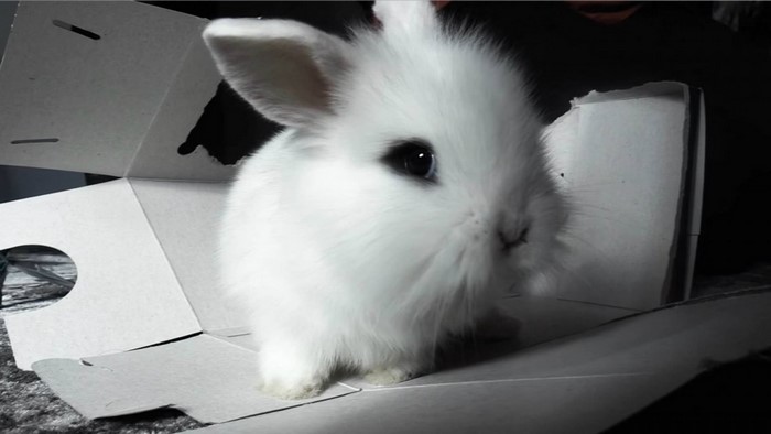 A fluffy white baby rabbit in a cardboard box