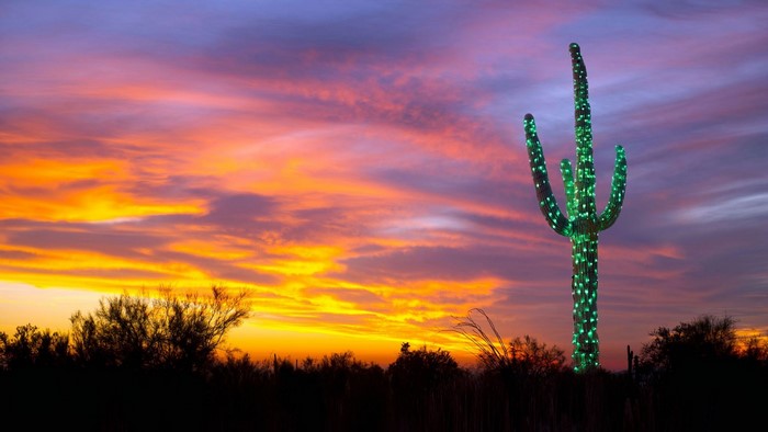 Decorated Saguaro Cactus at Sunset in Arizona