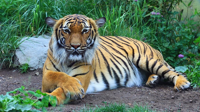 Tiger lying on the ground in a grassy area
