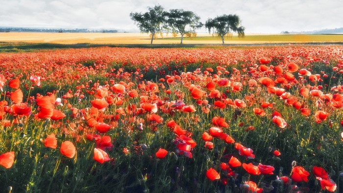 Field of red poppies with trees in the background