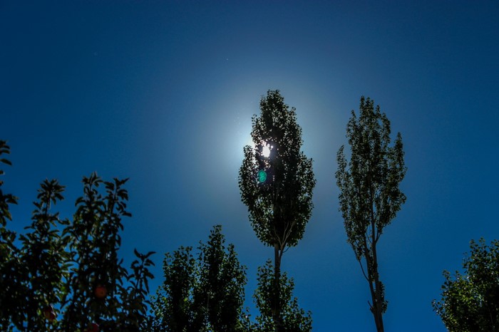 Tall trees silhouetted against the bright sun and blue sky