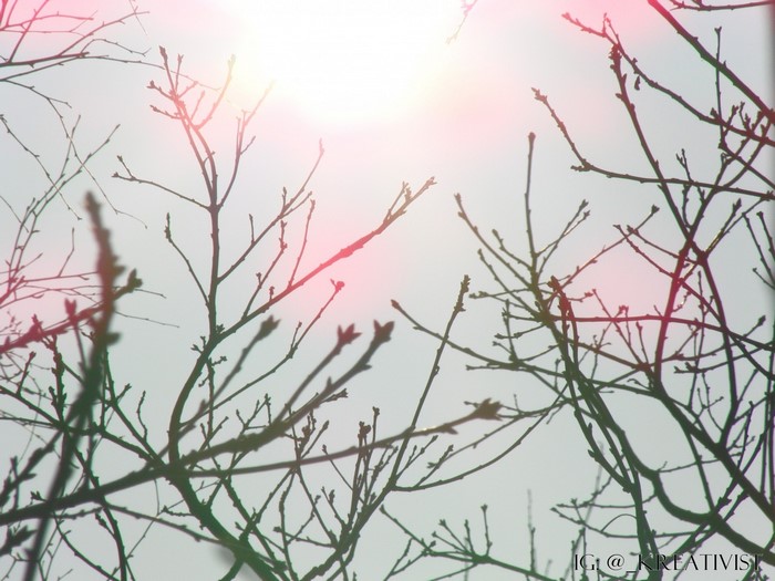 Bare tree branches against a bright sky with sun flare