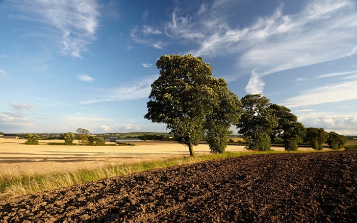 Ploughed field and trees under a cloudy sky
