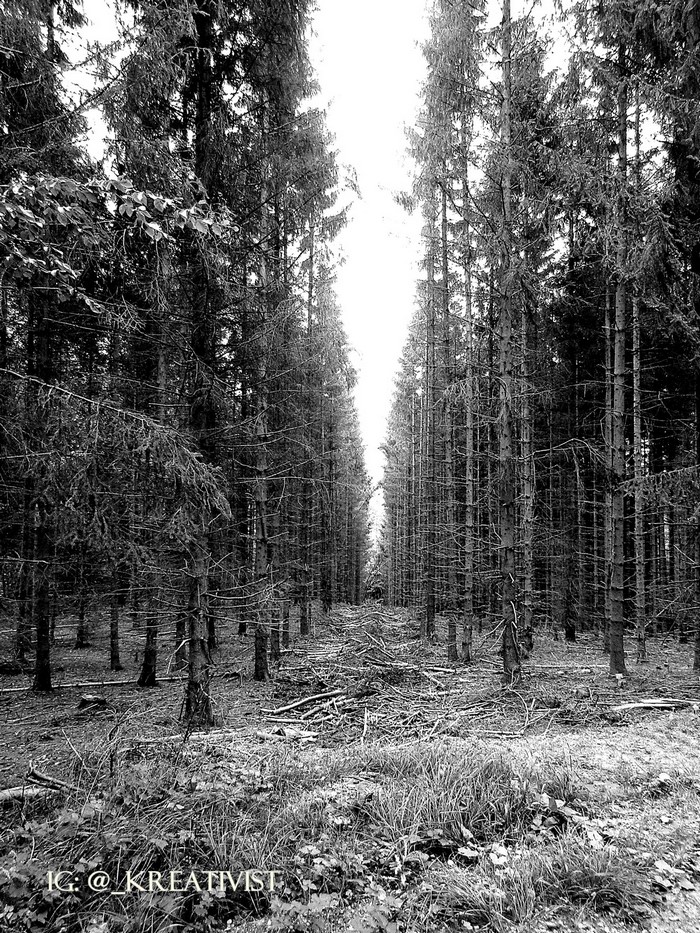 Monochrome forest path with fallen branches