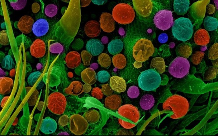 Microscopic view of colorful spores on a green leaf