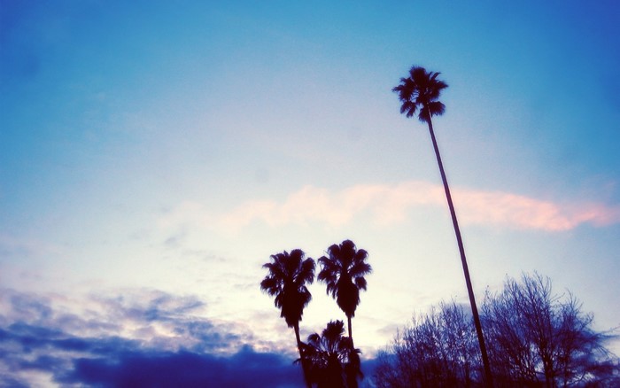 Palm trees silhouetted against a twilight sky
