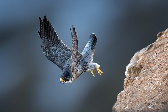 Peregrine Falcon in flight near a cliff