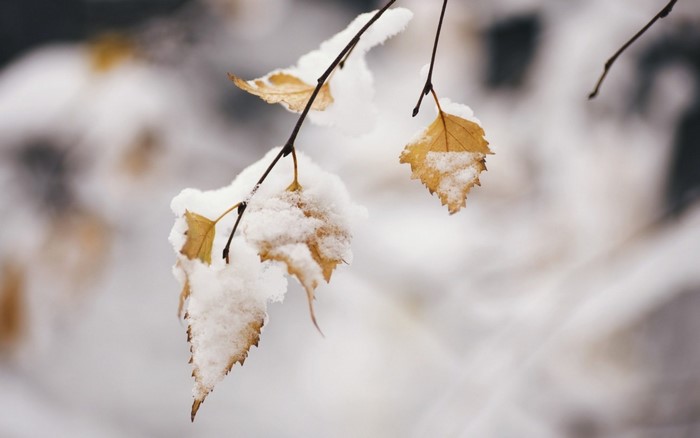 Yellow leaves covered in snow on a branch