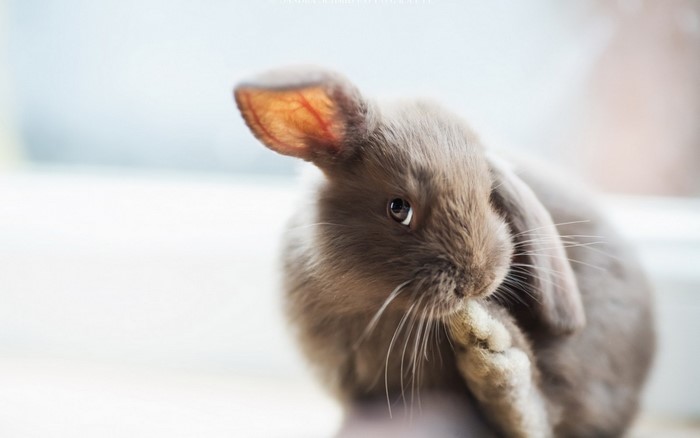 animals, nose, whiskers, rabbits, rodent, rabbit, mouse, fauna, mammal ...