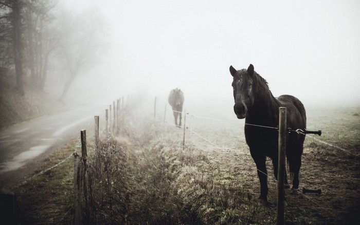 Two horses in a foggy field with a fence