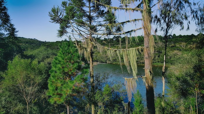 Forest with a lake and trees covered in moss