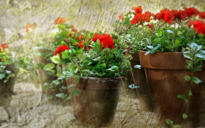 Red Flowers in Rustic Garden Pots