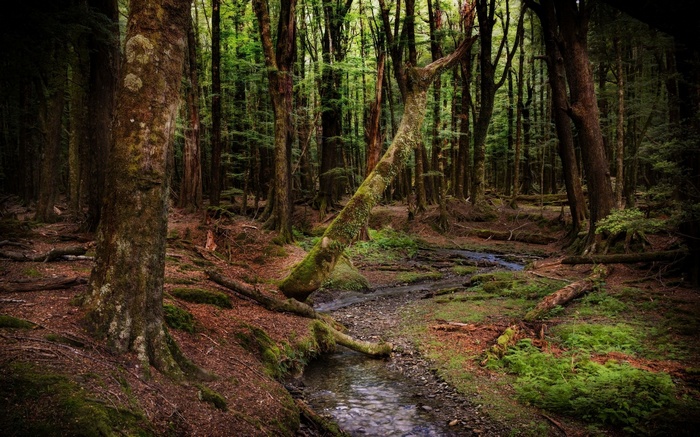 A moss-covered fallen tree in a dark forest