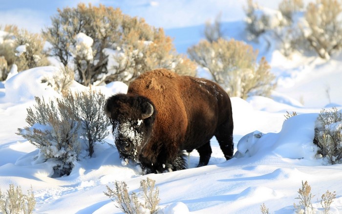 Bison in a snowy tundra landscape