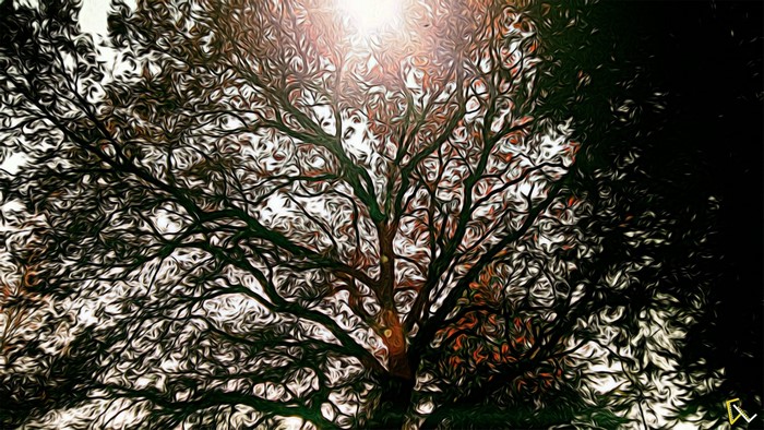 Sunlight filtering through tree branches