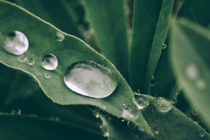 Close-up of water drops on green leaves