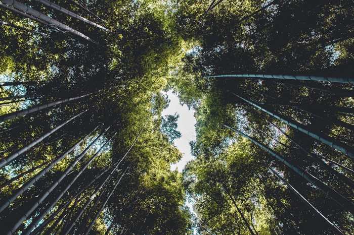 Looking up through a dense bamboo forest