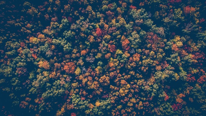 Aerial view of a forest in autumn with colorful leaves