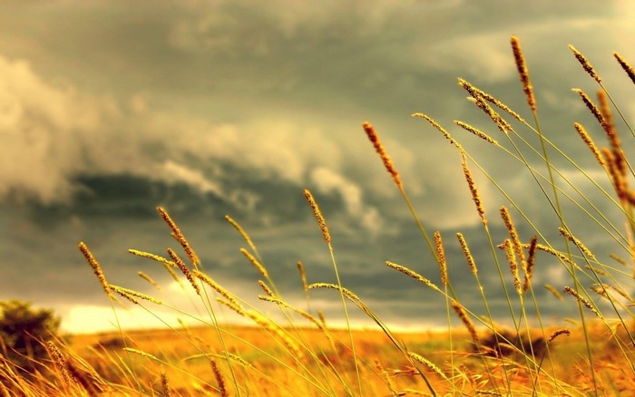 Wheat field under stormy clouds at sunset