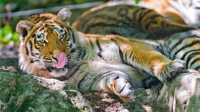 Tiger licking its nose while lying down