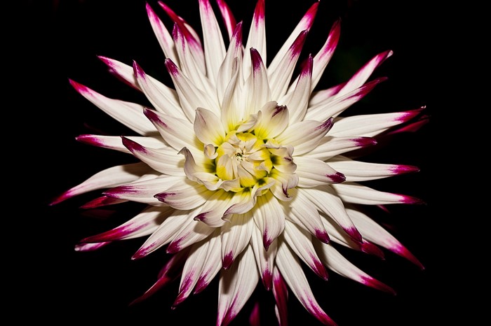 Close up of a white and pink dahlia flower