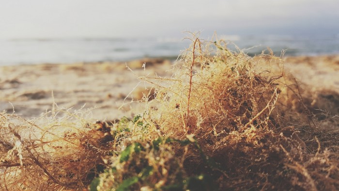 Close up of dry grass and seaweed on a sandy beach near the sea