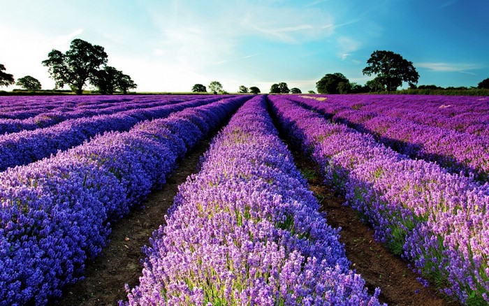 Vibrant Lavender Field Under Blue Sky
