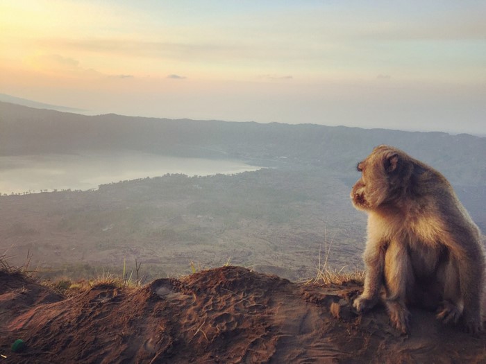 Monkey overlooking a misty lake at sunrise