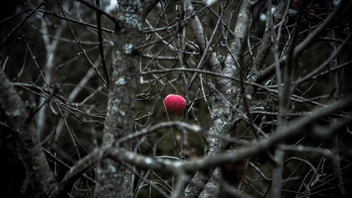 Single red apple on a bare tree branch