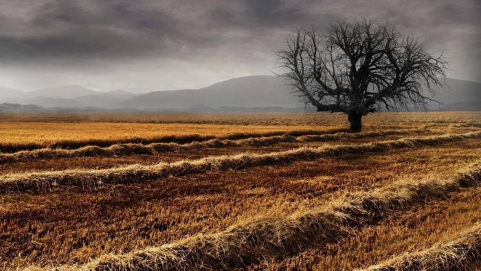 Bare tree in a harvested field under a cloudy sky