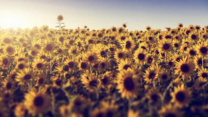 Field of sunflowers at sunset with one tall sunflower