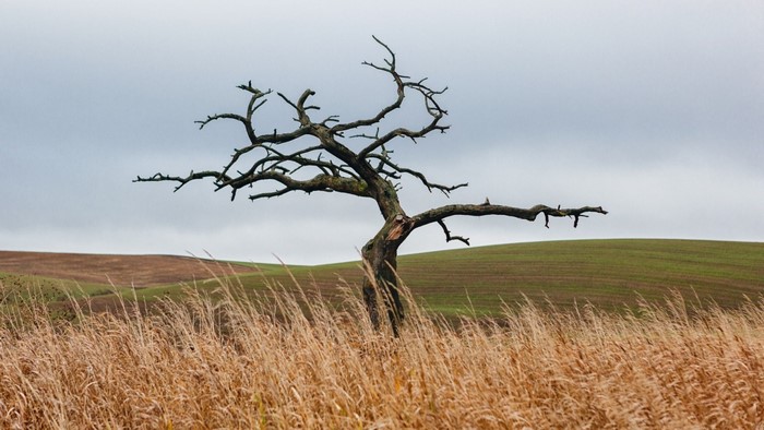 A solitary dead tree in a dry grassy field