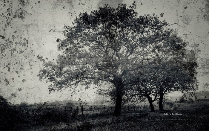 Monochrome landscape with two large trees and a fence